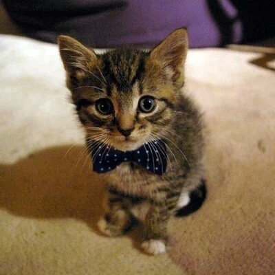 tiny kitty in a bow tie