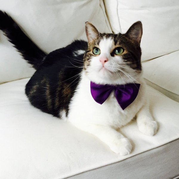 purple bow tie