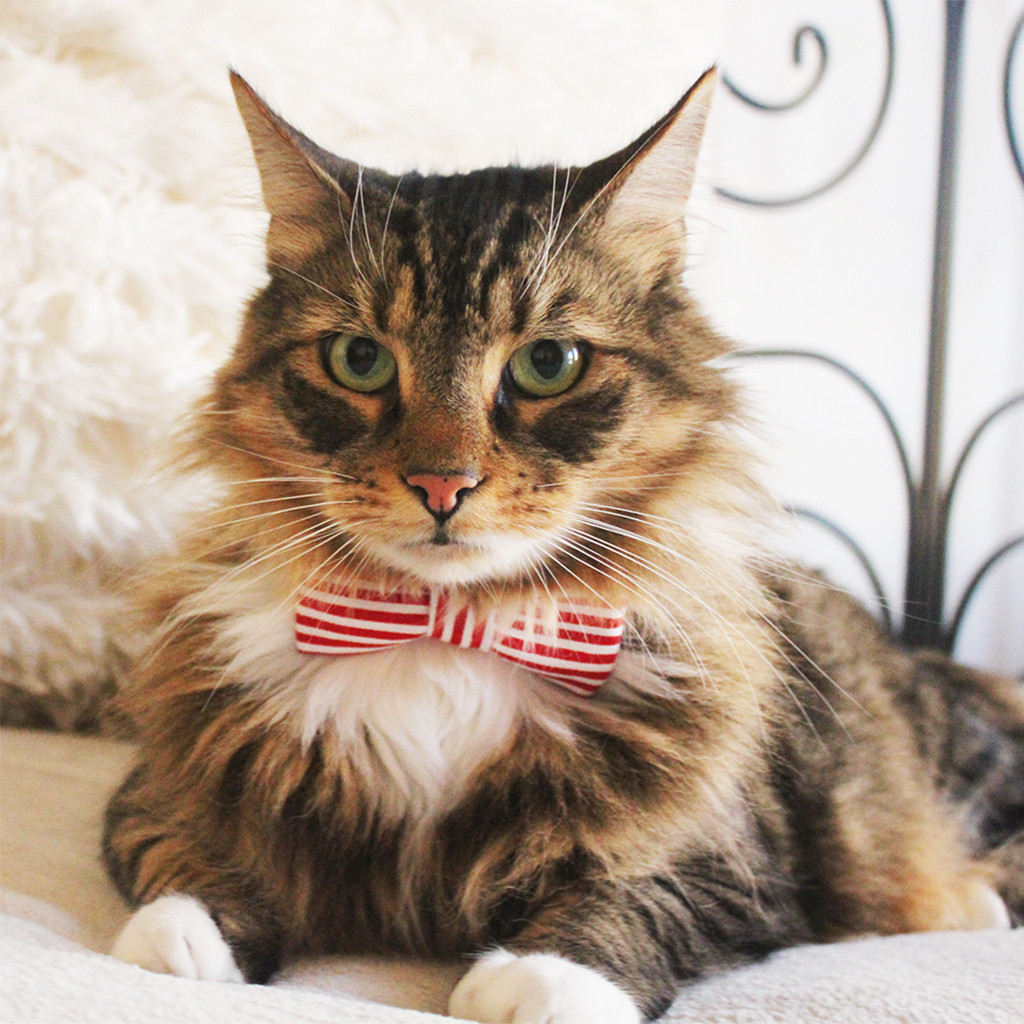 red-stripe-bowtie-cat