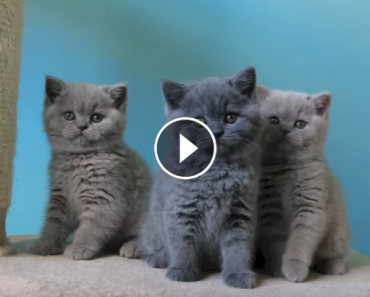 Adorable British Shorthair Kittens