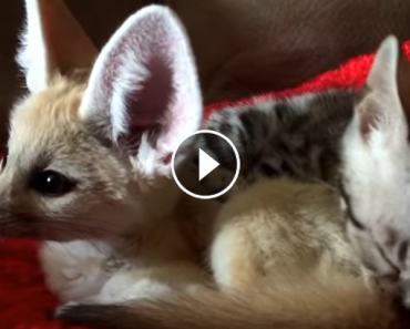 fennec fox